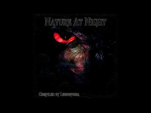 Sick Lion - Night Noises