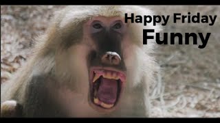 Funny and Cute - Happy Friday Status Video - Funny Videos