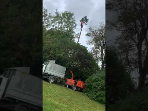 Tree Tech Arb & Forestry Services Ltd video.