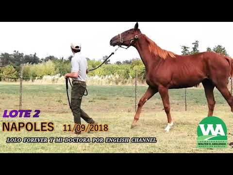 Lote NAPOLES