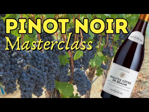 Pinot Noir Masterclass: Everything You Need to Know + Classic Burgundy Tasting!