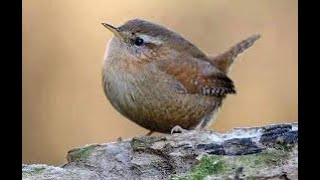Download lagu Bagaimana burung wren bisa menjadi raja dari semua burung? | RTÉ Brainstorm mp3 Download lagu Bagaimana burung wren bisa menjadi raja dari semua burung? | RTÉ Brainstorm mp3