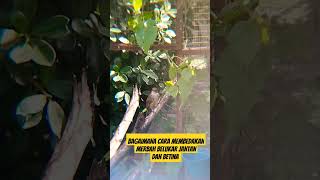 Download lagu Bagaimanapun membedakan Merbah belukar jantan dan betina mp3 Download lagu Bagaimanapun membedakan Merbah belukar jantan dan betina mp3