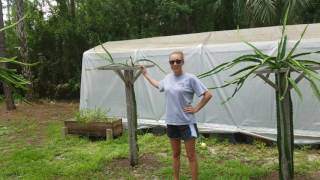 How to grow Dragon Fruit in SWFL ( part 9 )