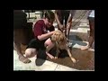 Sesame Street Washing The Dog Instrumental