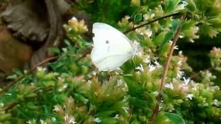 mariposa blanca revoloteando