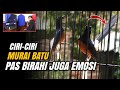 THIS IS THE CHARACTERISTICS OF MURAI BATU WHICH IS ALSO PASSIONATE IN EMOTIONS ️