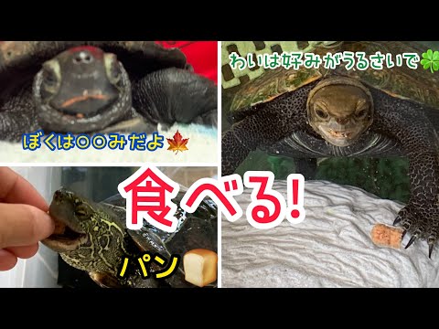 カメは何を食べますか?