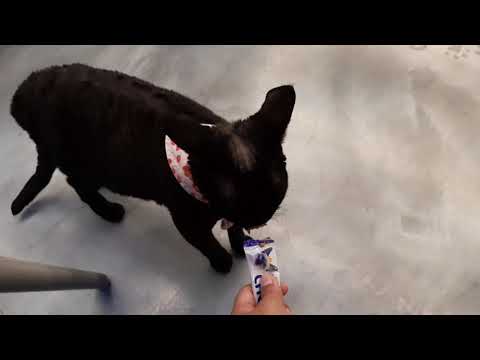 I went to a Cat Cafe in Myeongdong in Seoul!  Korea Vlog #3