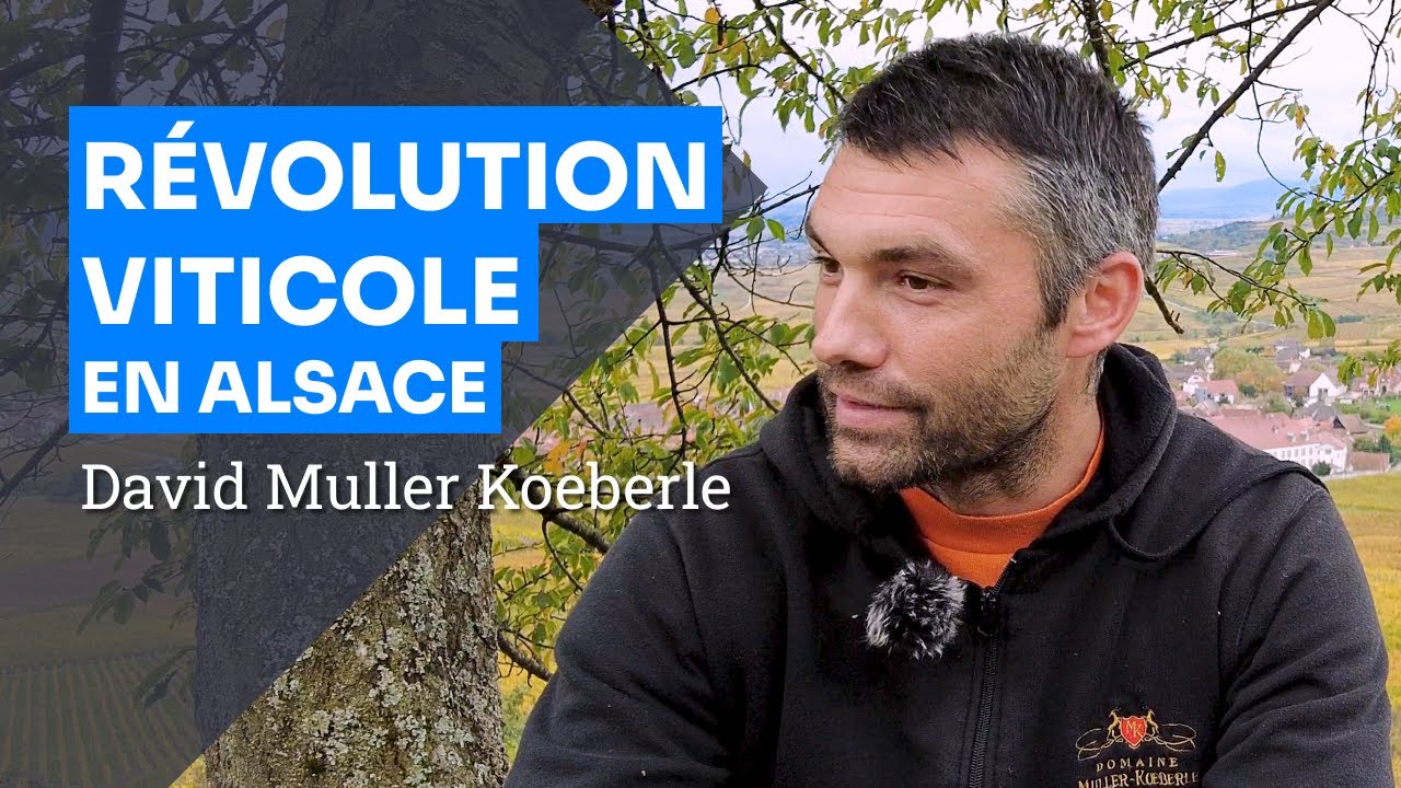 Agroforesterie et Viticulture Bio : L'Expérience de David Muller Koeberle