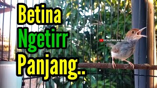 Download lagu PRENJAK BETINA Ngetir Panjang Istimewa Suara jernih Menggoda PRENJAK JANTAN Cocok Buat MASTERAN. mp3 Download lagu PRENJAK BETINA Ngetir Panjang Istimewa Suara jernih Menggoda PRENJAK JANTAN Cocok Buat MASTERAN. mp3