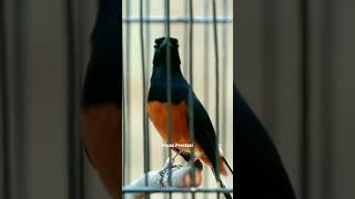 Download lagu Kretekan tembakan murai batu memancing emosi mp3 Download lagu Kretekan tembakan murai batu memancing emosi mp3