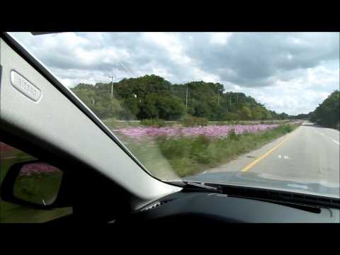 코스모스와하늘그리고BMW520d프로 강동훈