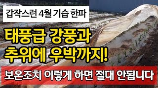 갑작스런 4월 기습 한파 - 태풍급 강품과 추위에 우박까지! 보호조치 이렇게 하면 절대 안됩니다
