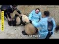 A melee between pandas & nannies (nanny Mei)😍人熊大战, 梅奶妈一战成名的名场面