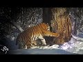 Rehabilitated Tiger Gives Birth In The Wild