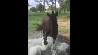 Manatee Sheriff&#39;s Office mounted patrol horse cools off