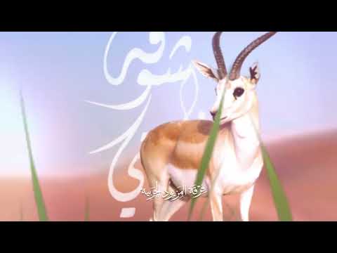 الظبي اليافل شوفه غايتي فرقة المزيود الحربية