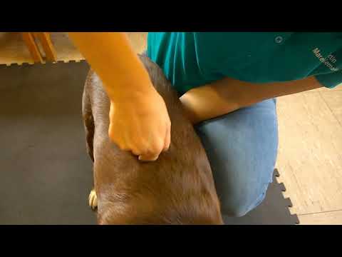 Chiropraktische Behandlung Elisha *Balanced Dogs* Hundetraining Hundererziehung