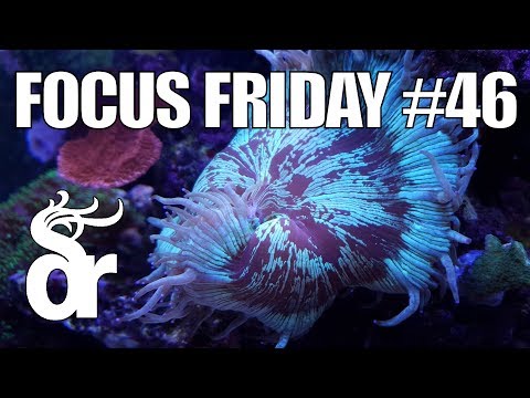 FF#46 | The Importance of Coral Polyp Extension