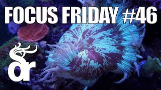 FF#46 | The Importance of Coral Polyp Extension