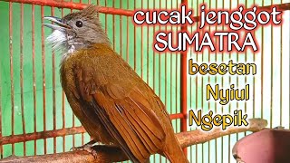 Download lagu cucak jenggot Sumatra khas beset,nyiul,ngepik || ampuh untuk pancingan burung bahan. mp3 Download lagu cucak jenggot Sumatra khas beset,nyiul,ngepik || ampuh untuk pancingan burung bahan. mp3