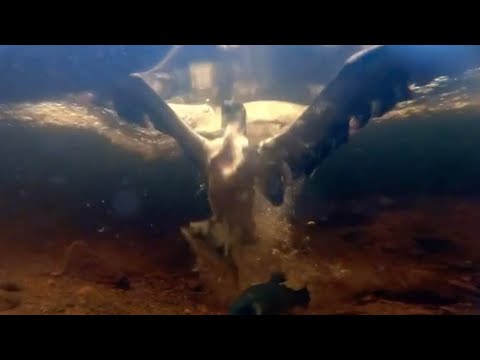 Osprey Quickly Catches Fish Underwater