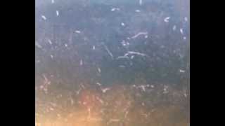 HAIR WORMS....Planaria ( tropical fish tank parasites)