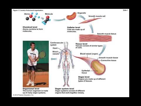 Introduction to Anatomy & Physiology Part 1