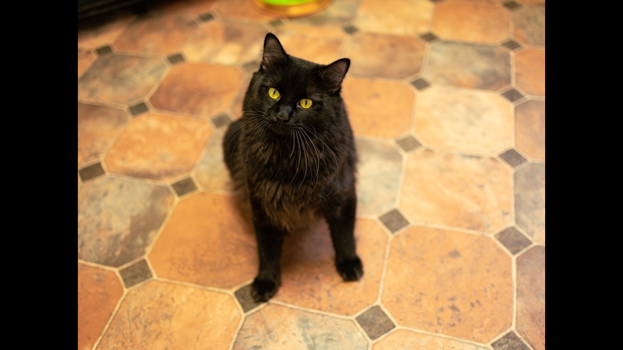 Fluffy, an adopted mixed breed in Monroe, WA video 6/6