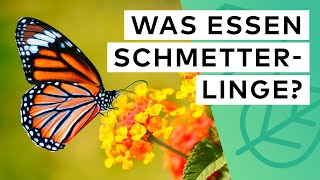 Was essen Schmetterlinge? So schaffst du einen Lebensraum und schützt das Tagpfauenauge & Co.