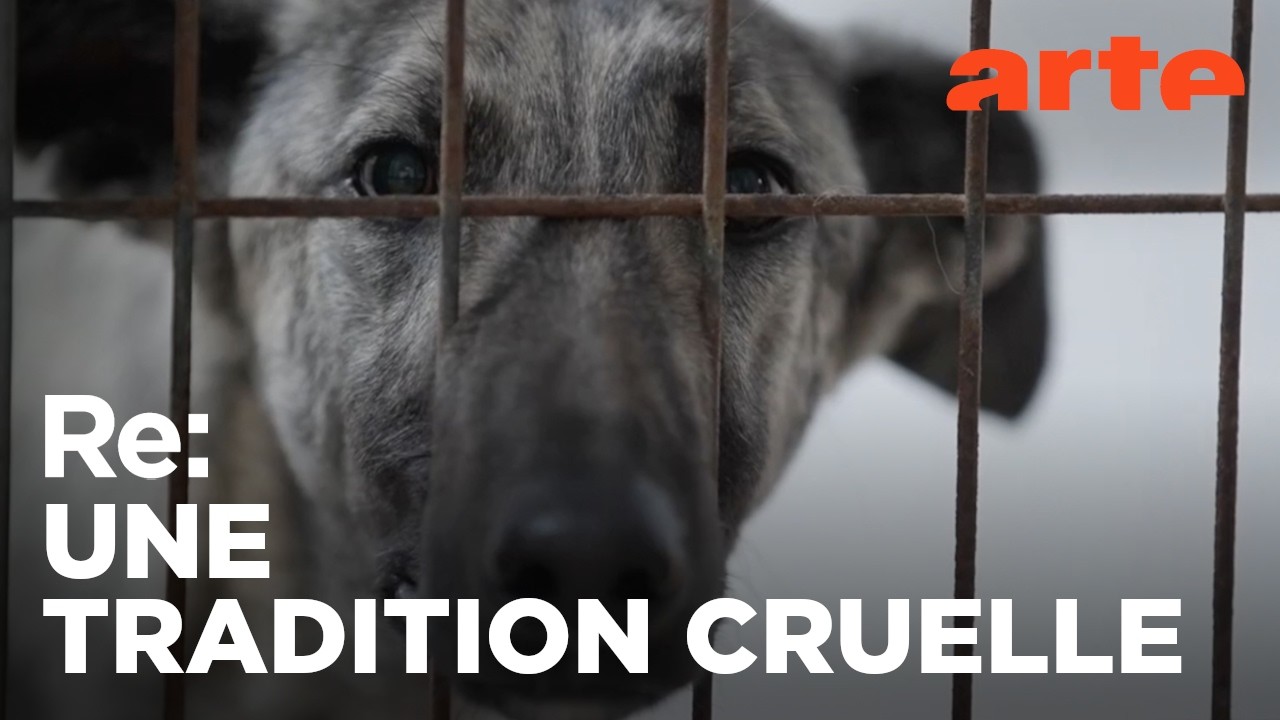 Le martyr des lévriers espagnols | Reportage | ARTE Regards