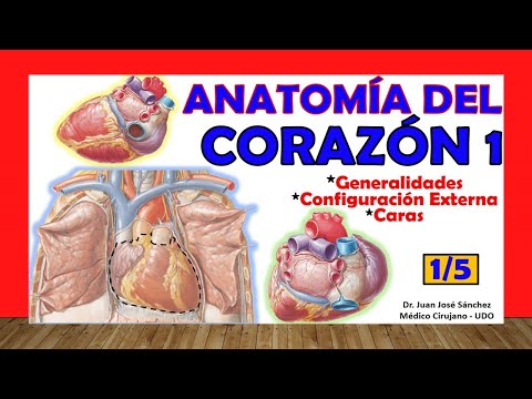 🥇 HEART Anatomy 1/5 - Generalities, Faces and External Configuration