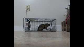 Kensizer rat trap catches a rat!
