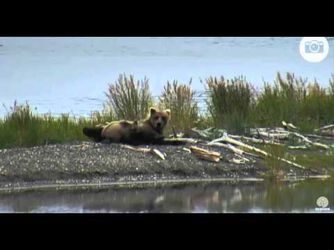 Bear cub nursing mom at Katmai Lower River 8-16-15