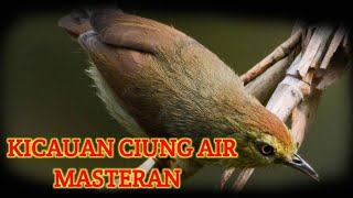 Download lagu SUARA BURUNG CIUNG AIR mp3 Download lagu SUARA BURUNG CIUNG AIR mp3