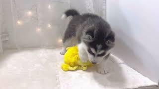 シベリアンハスキーの動画01