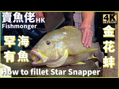 【Star Snapper 4K】 金花蚌 海母雞 罕有海魚/How to Fillet Star Snapper 賣魚佬 Fishmonger HK/巨大きな魚/漁民海鮮/西環魚王