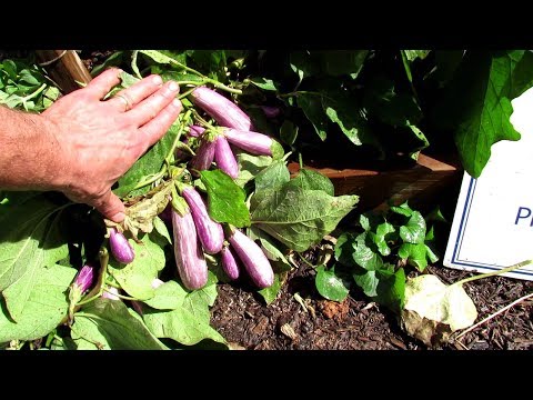 download lagu mp3 mp4 Fairy Tale Eggplant Growing, download lagu Fairy Tale Eggplant Growing gratis, unduh video klip Fairy Tale Eggplant Growing