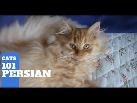 Persian Cats 101 - Cat Breed And Personality