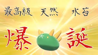 ポケモン 剣 盾 ナマコブシ Watch Hd Mp4 Videos Download Free