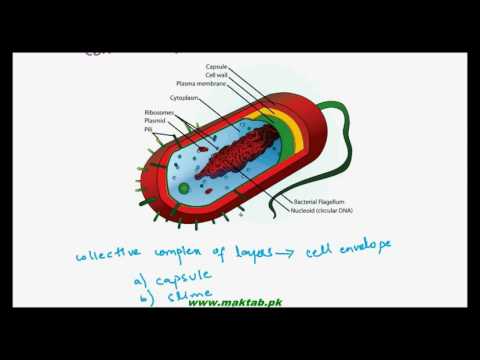 FSc Biology Book1, CH 6, LEC 4: Bacterial Cell Structure – Part2