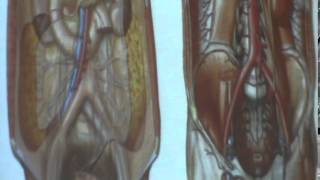 Dr  Hossam 19-03-2015