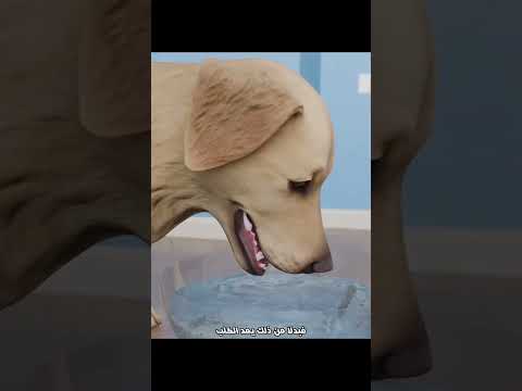 كيف يشرب الكلب الماء بطريقة غريبة؟ 🐶💧#shortvideo