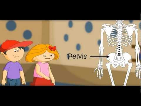 The Skeletal System , Skeleton Dance -How Body Works-with Quiz on Bones