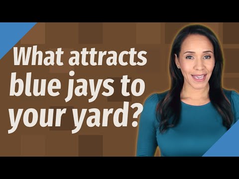 What attracts blue jays to your yard?