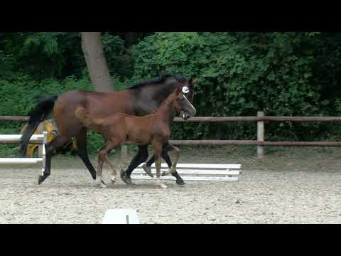 Hf v Floriscount x Benicio x Stedinger 2020