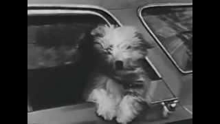Gaines Burgers 1963 Dog Food Commercial