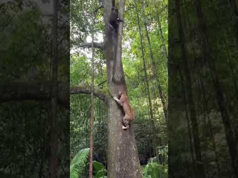 Mandrill vs Mandrill: Predator’s Harsh Painful Lesson! 🐒💥😱 산양이 아닌 산魈의 난투 😱 #wildlife #viral #animals