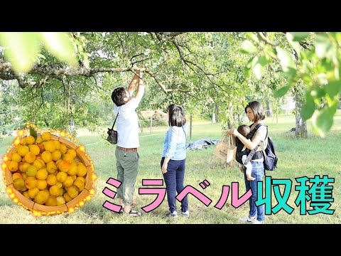 ミラベルプラムの作り方: とても簡単です 庭の練習